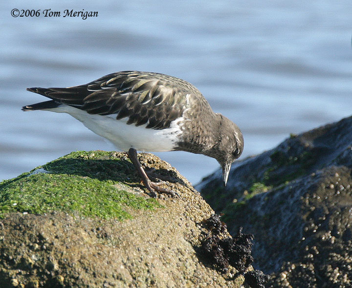 Black Turnstone