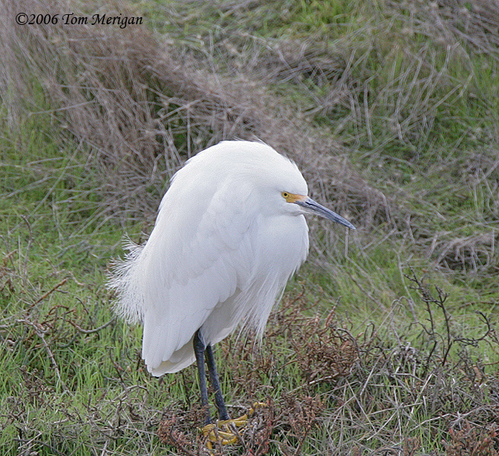 Snowy Egret in breeding plumage on a cold day