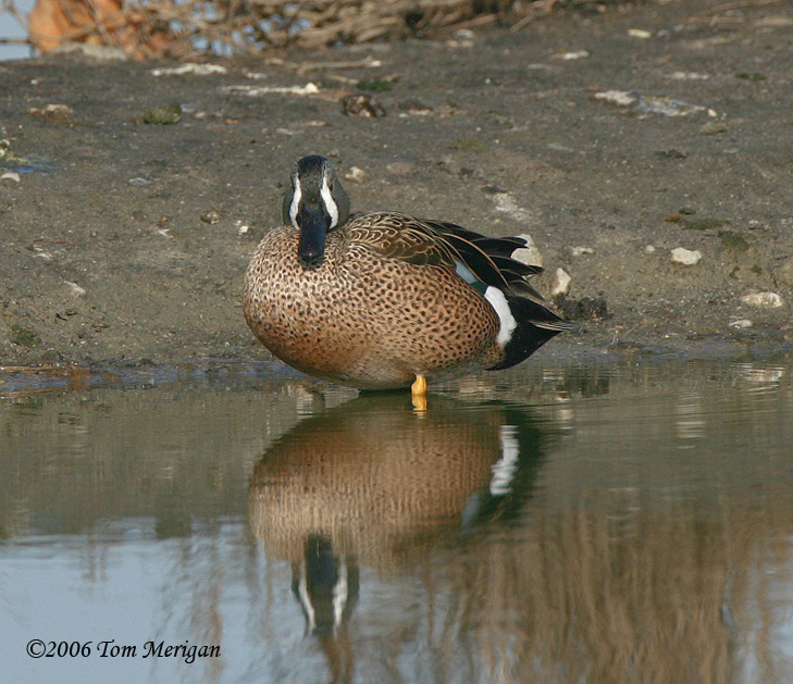 Blue-winged Teal,male