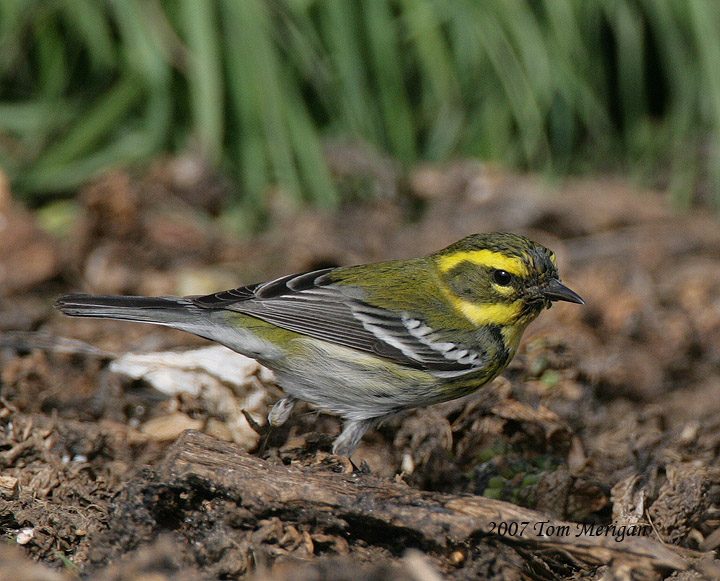Townsends Warbler
