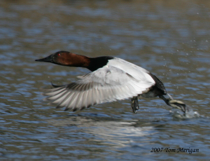 Canvasback. male takes flight