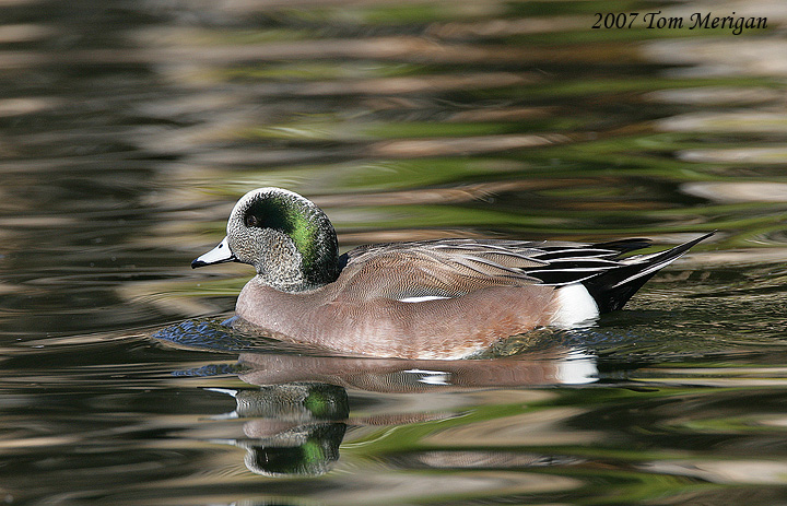 American Widgeon,male in breeding plumage