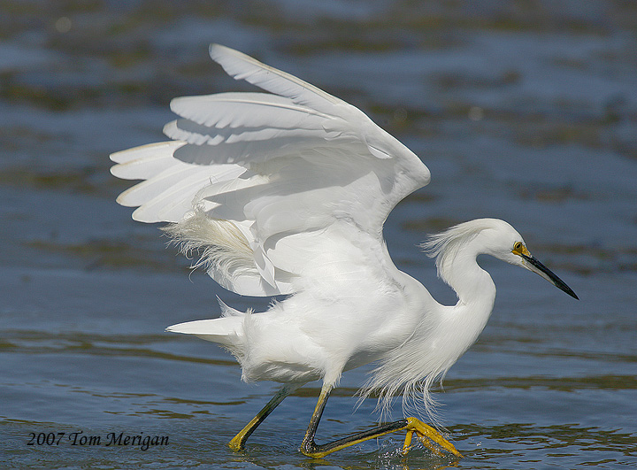 Snowy Egret