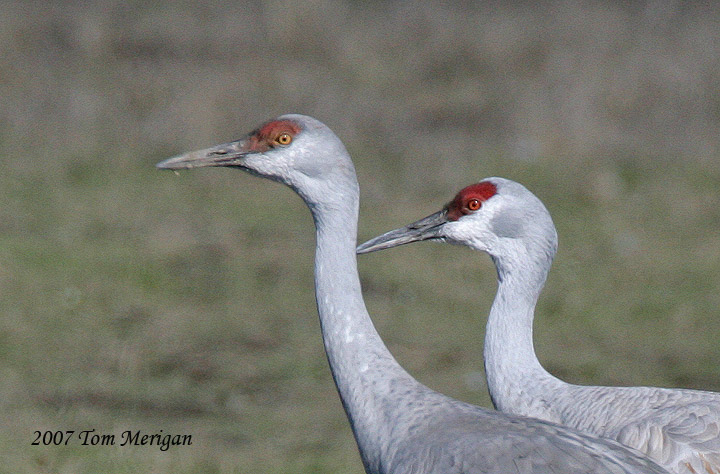 Sandhill Cranes