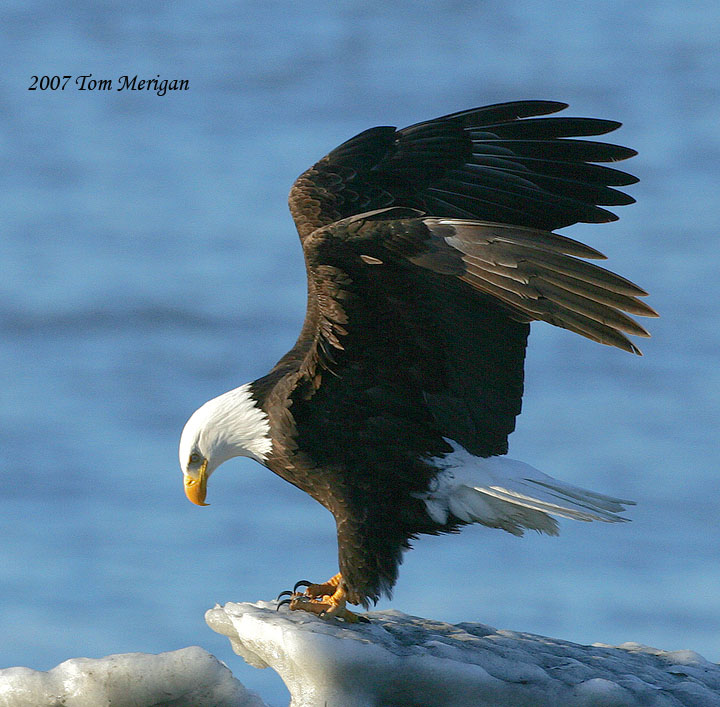 Bald Eagle lands on ice