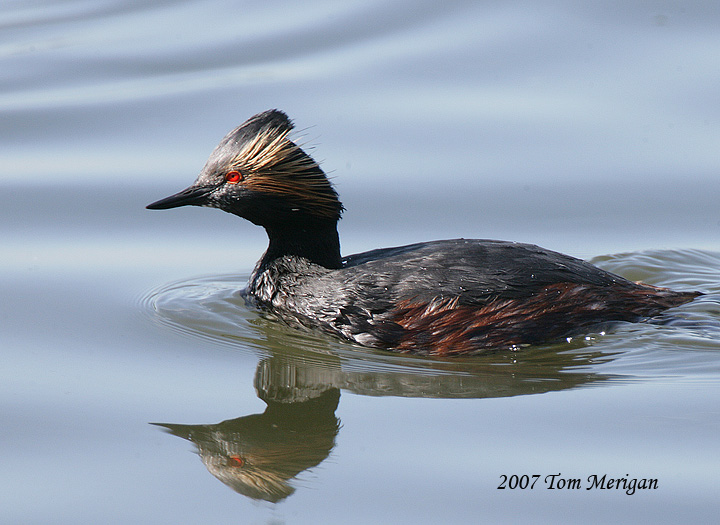 Eared Grebe in breeding plumage