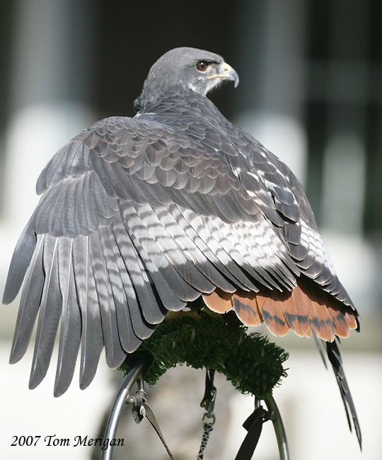 Augur Buzzard