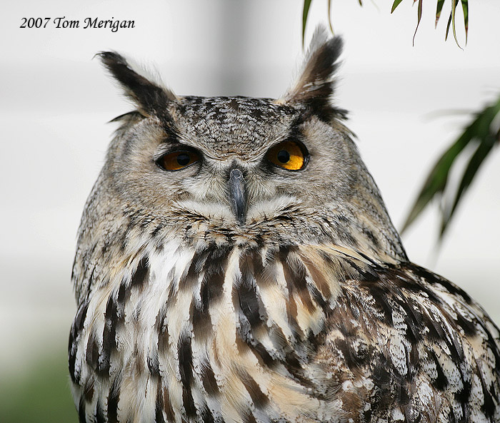 Eurasian Eagle Owl