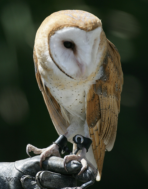 Barn Owl