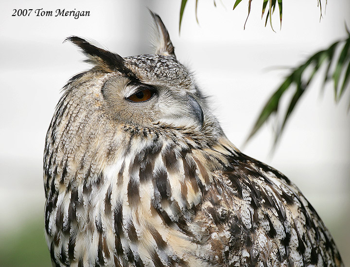 Eurasian Eagle Owl