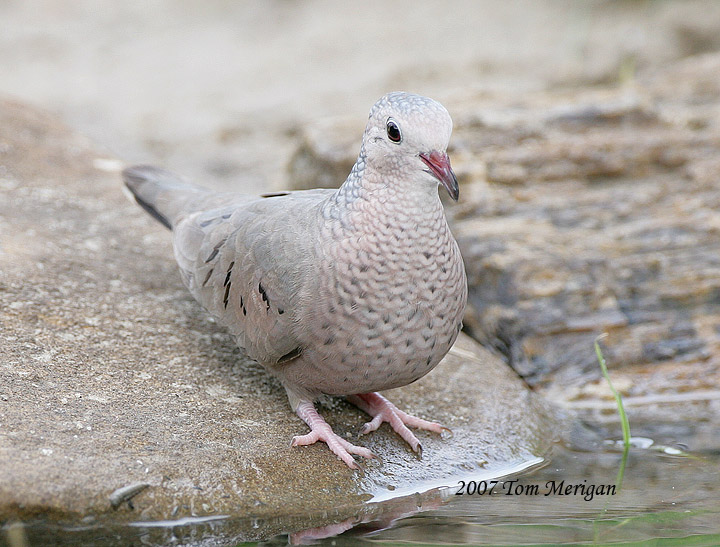 Common Ground Dove