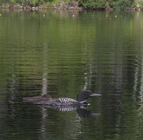 Loon and chick on Lake Nettie