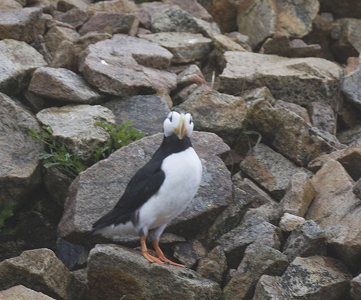 Horned Puffin looks