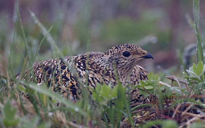 Rock Ptarmingen on nest