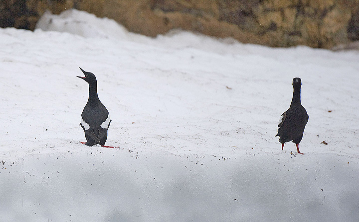 Black Gulimots on snow