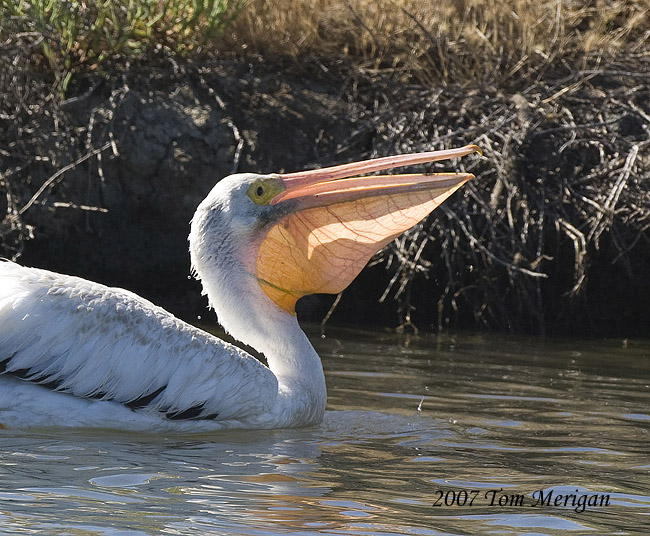 7.One American White Pelican showing the goal of the exercise