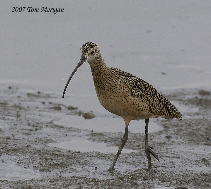 Long-billed Curlew
