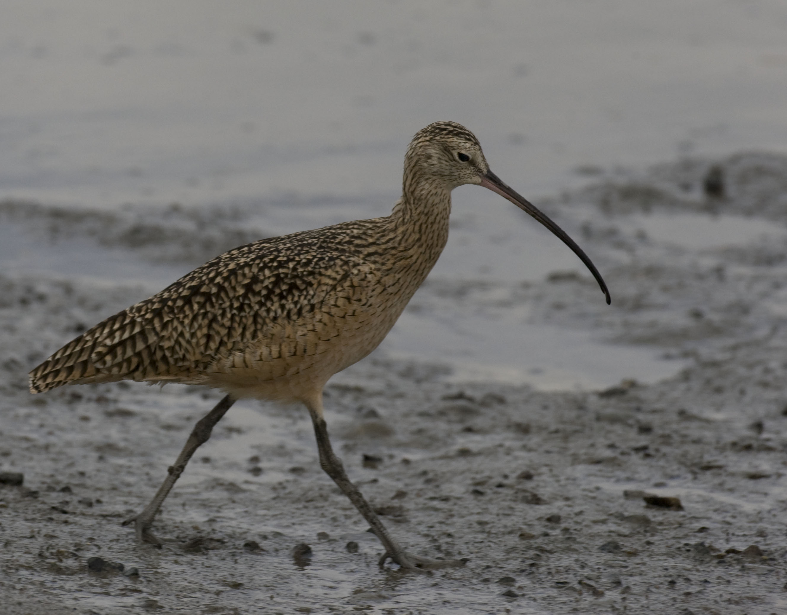 Long-billed Curlew