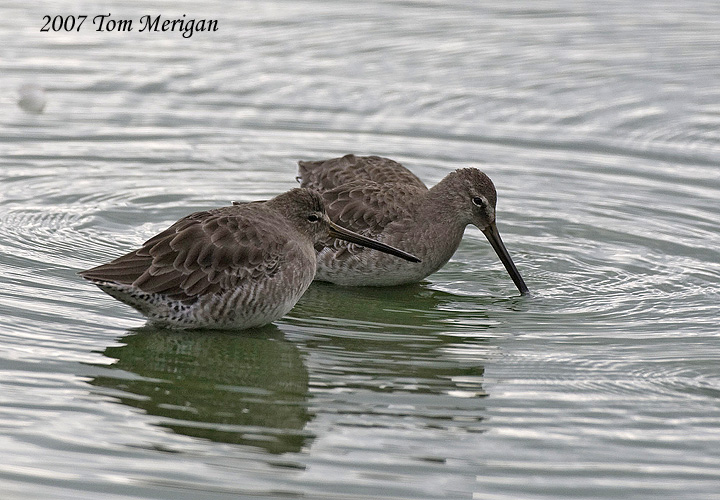 Long-billed Dowitchers
