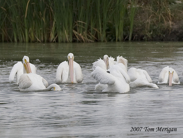 1.American White Pelicans cooperatively fishing