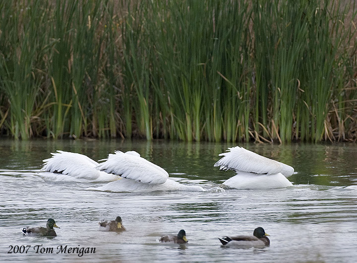 2.American White Pelicans cooperatively fishing