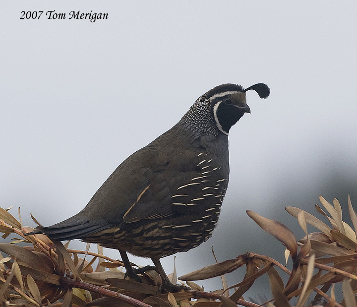 California Quail,Male