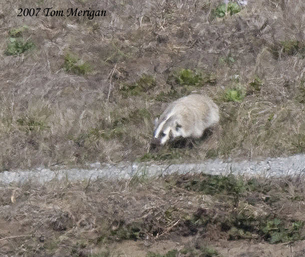 American Badger