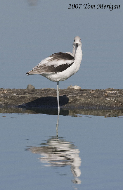 American Avocet stares us down