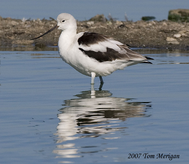 American Avocet,nonbreeding female