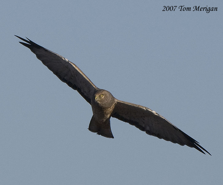 Northern Harrier