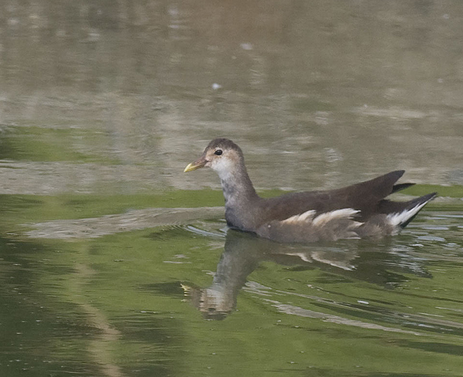 Common Moorhen,juvenile