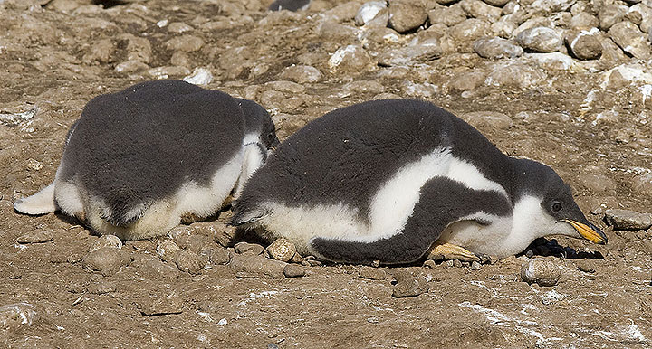 Gentoo juveniles