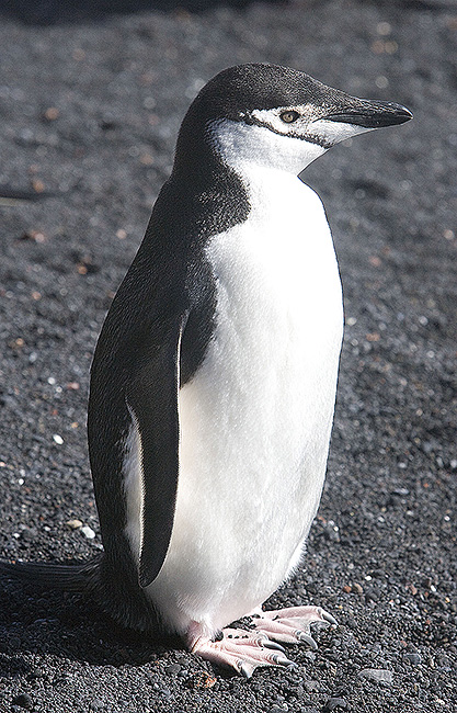 Chinstrap Penguin
