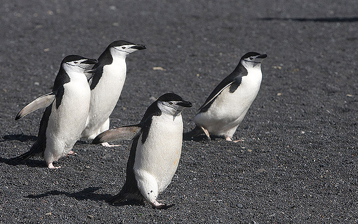 Chinstrap Penguins