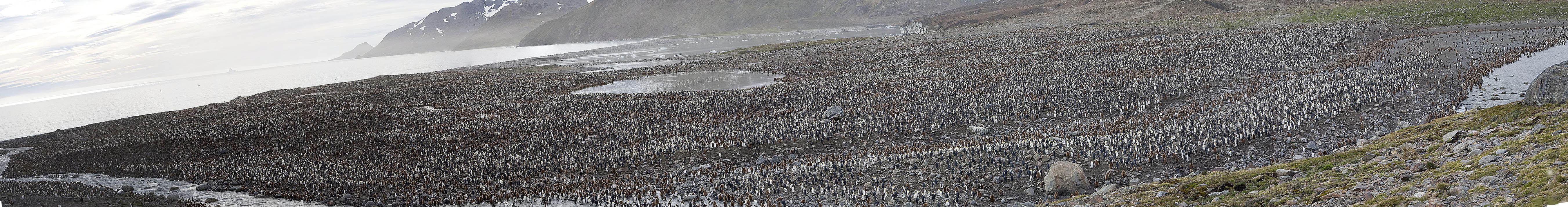 Largest Colony of King Penguins in the world in panorama