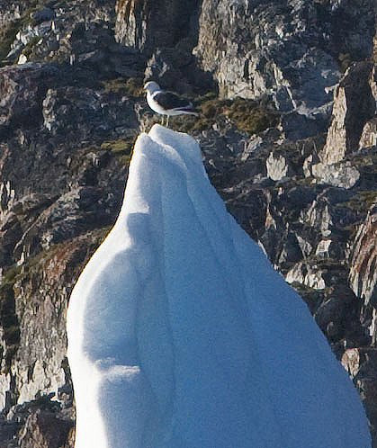 Kelp Gull