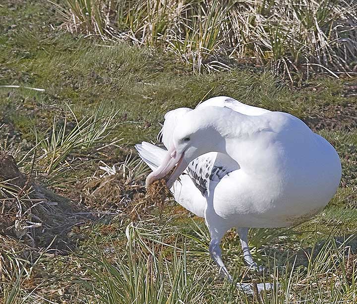 Male making nest for female