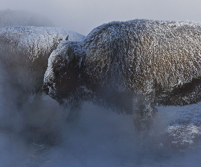 Bison in AM steam