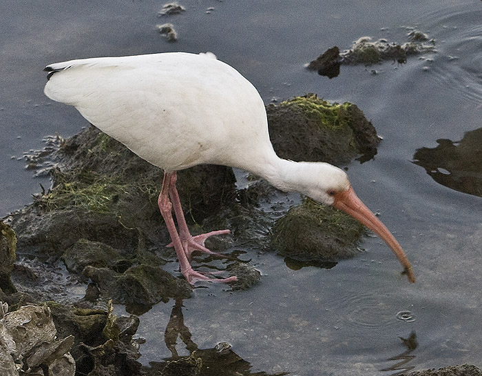 White Ibis