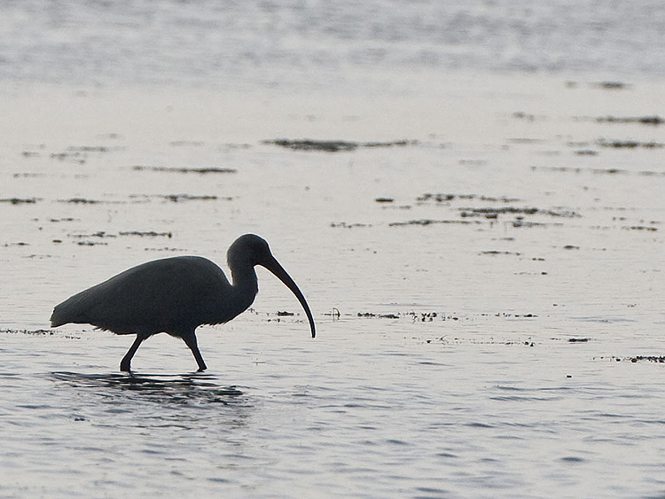 White Ibis at dawn