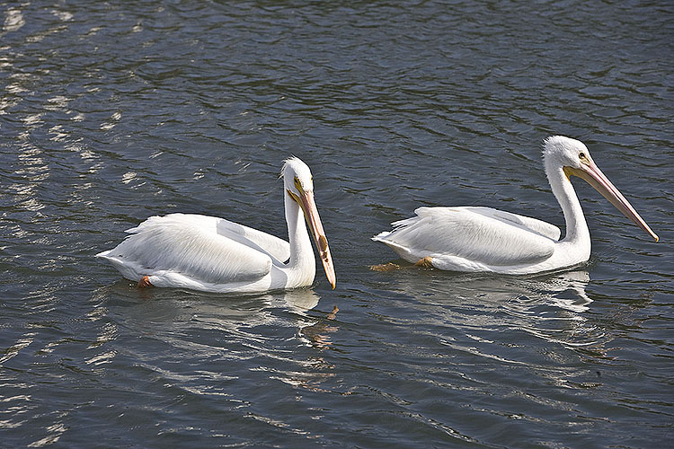 American White Pelicans