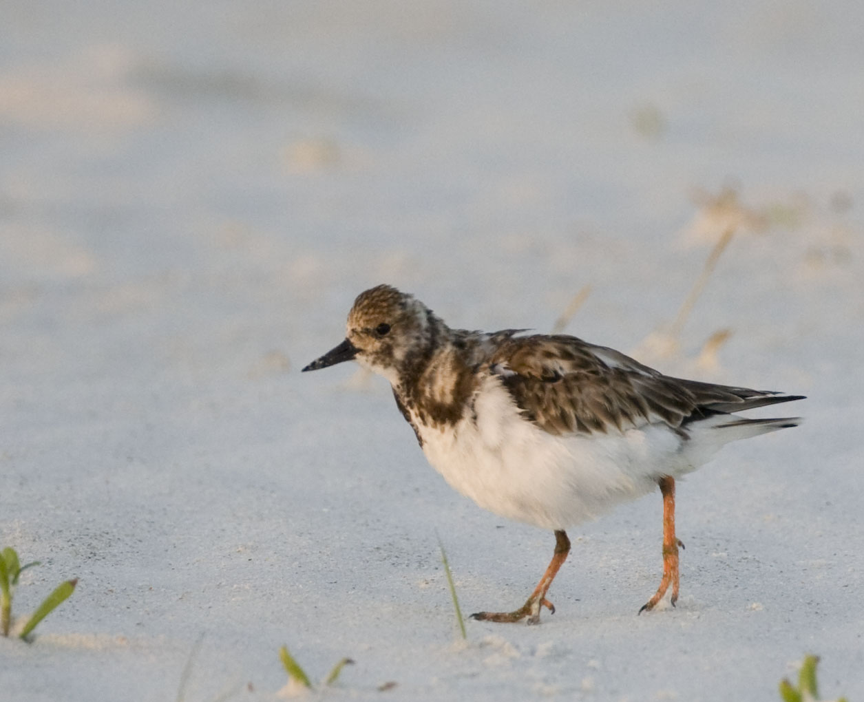 Ruddy Turnstone