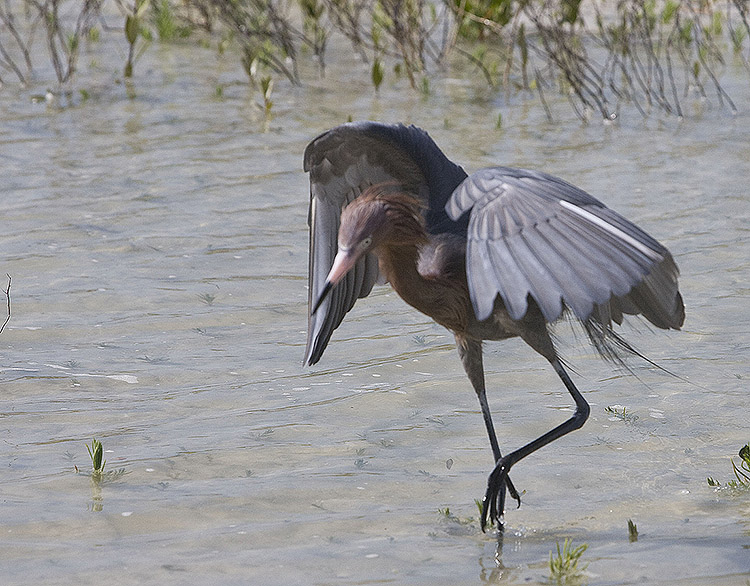 Reddish Egret