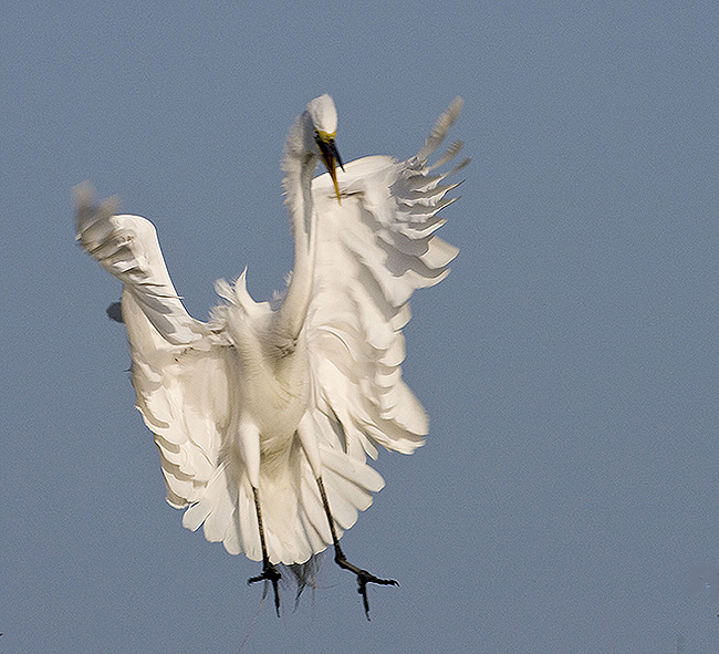 Great Egret landing