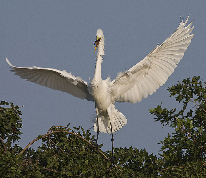 Great Egret landing