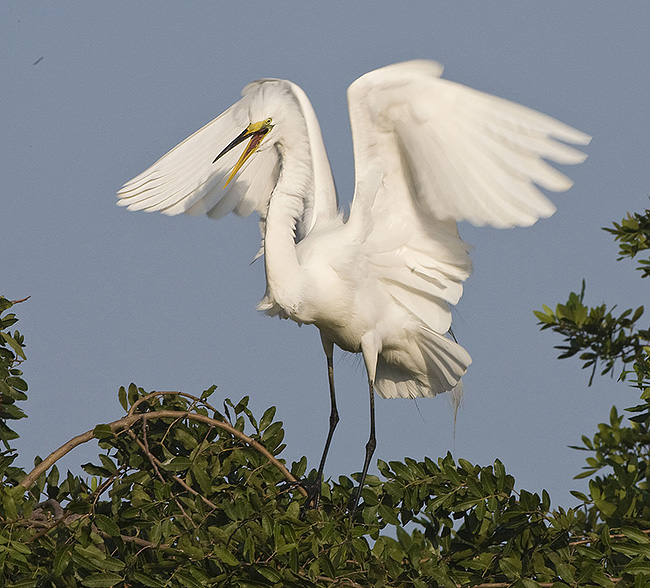 Great Egret landed