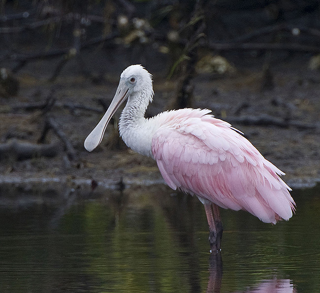 Roseate Spoonbill