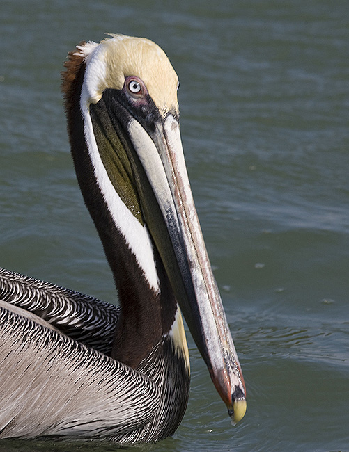 Brown Pelican