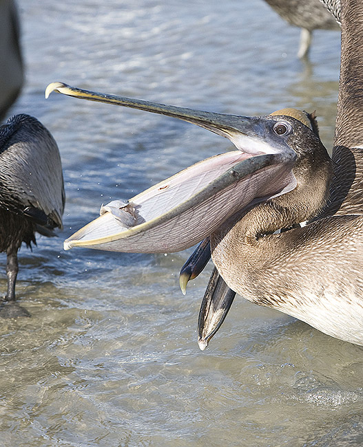 Brown Pelican gets the fish