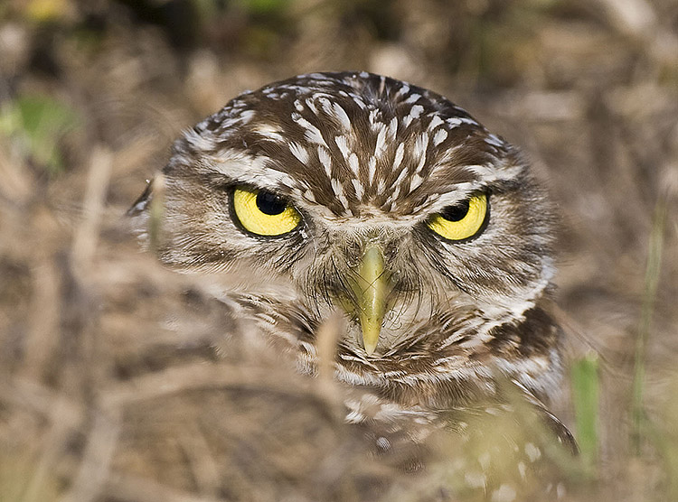 Burrowing owl closeup